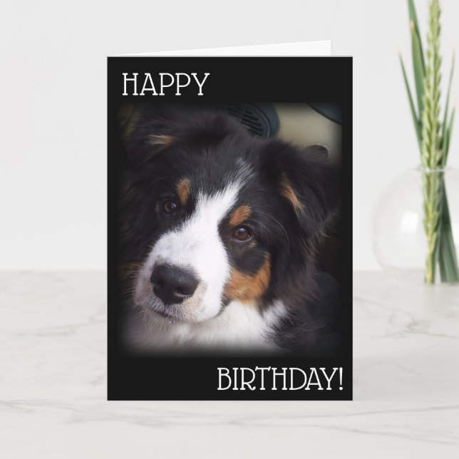 The Aussie Dog Birthday Card  A1 (Front)