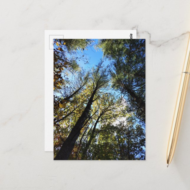 The Autumn Forest Postcard (Front/Back In Situ)