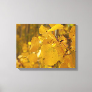 The Autumn Leaves of Independence Pass Canvas Print
