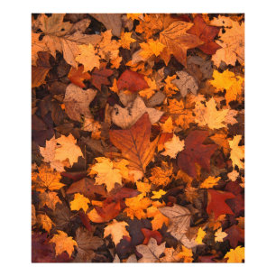 the autumn photo print