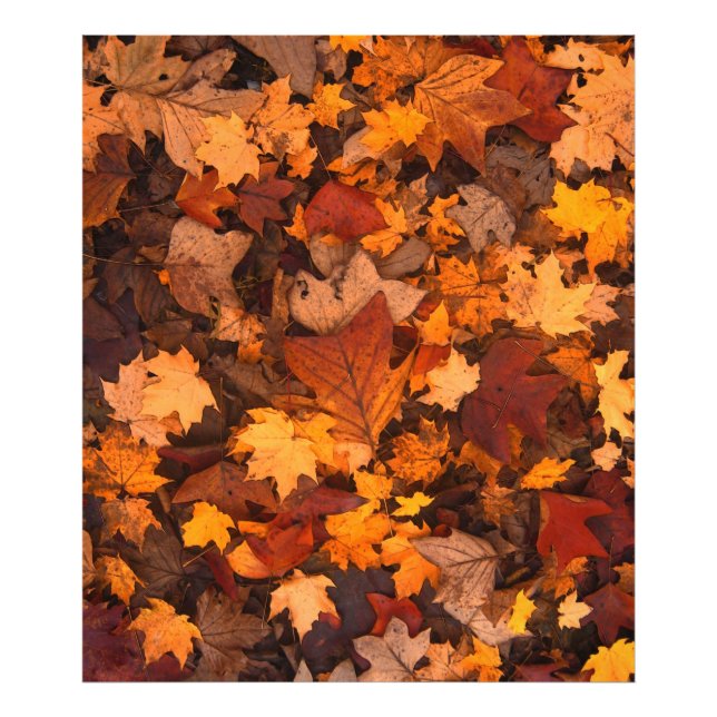 the autumn photo print (Front)