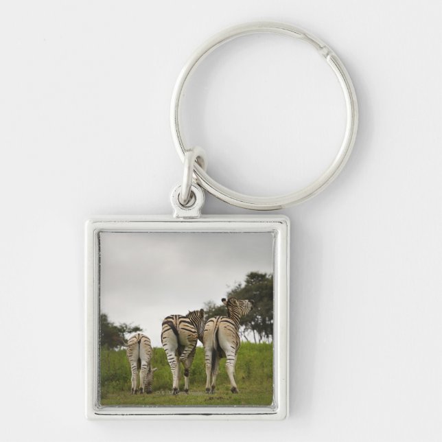 The backside of three zebras, South Africa Key Ring (Front)