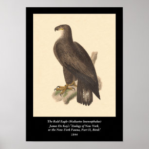 The Bald Eagle (Haliaetos leucocephalus) Poster