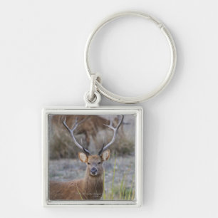 The Barasingha or Barasinga (Rucervus Key Ring