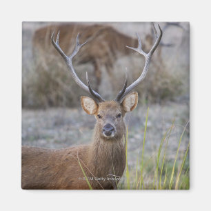 The Barasingha or Barasinga (Rucervus Magnet