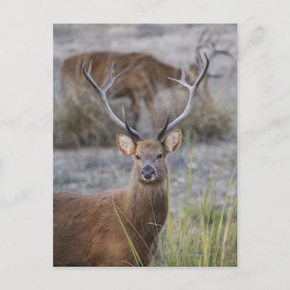 The Barasingha or Barasinga (Rucervus Postcard