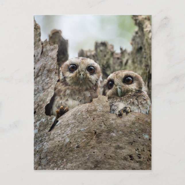 The Bare-legged Owl Or Cuban Screech Owl Postcard (Front)
