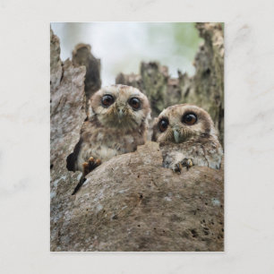 The Bare-legged Owl Or Cuban Screech Owl Postcard
