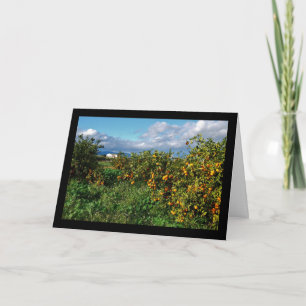 The Barn House through the Orange Grove Card