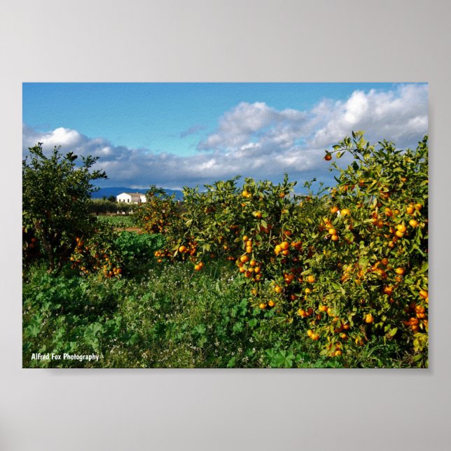 The Barn House through the Orange Grove Poster (Front)