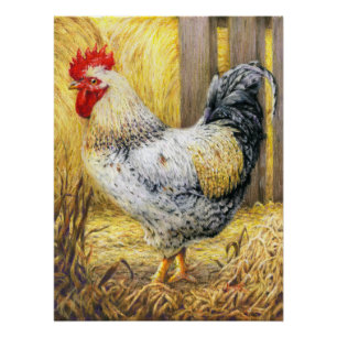 The Barn Rooster Poster