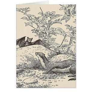 The Bat and The Mink