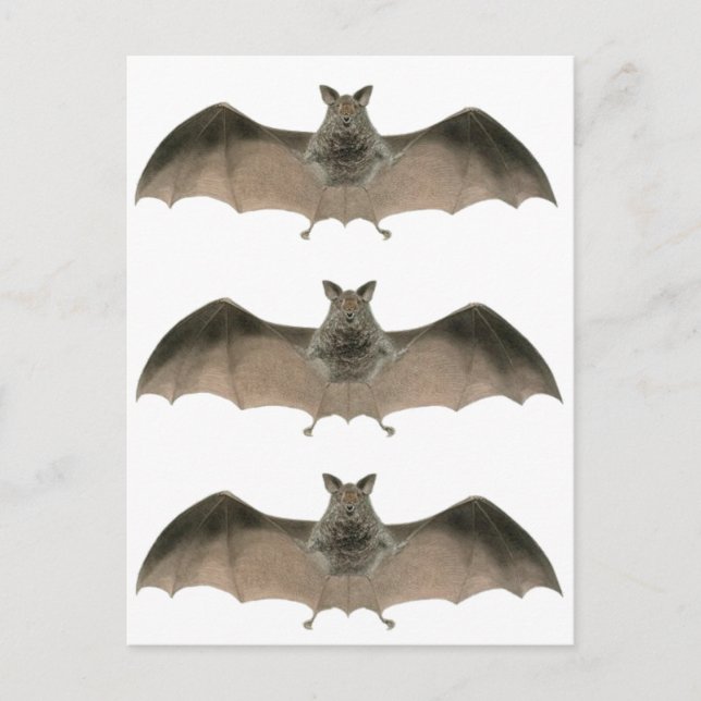 the bat postcard (Front)