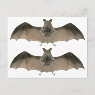 the bat postcard