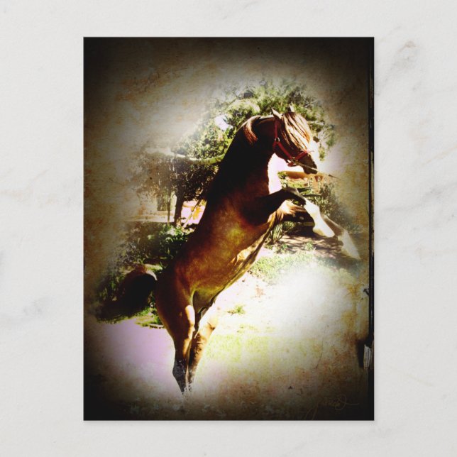 The Bay Colt Postcard (Front)