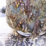 THE BEACH SILVER PLATED NECKLACE<br><div class="desc">A photographic design of the sea tide washing on to the beach and rocks,  exposing the seaweed and barnacles.</div>