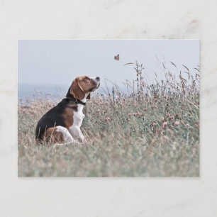 The Beagle Postcard