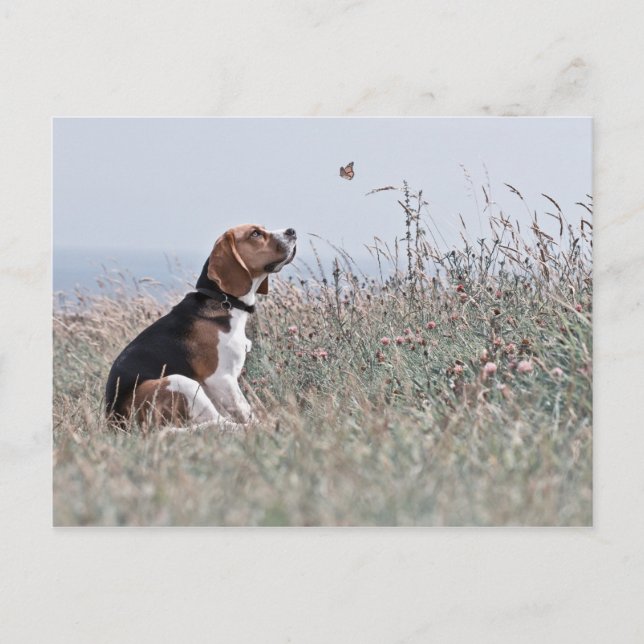 The Beagle Postcard (Front)