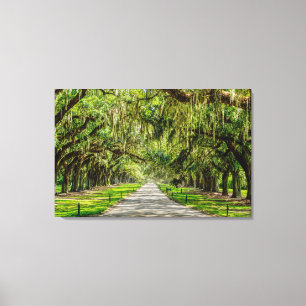 The Beautiful Avenue Of Oaks Canvas Print