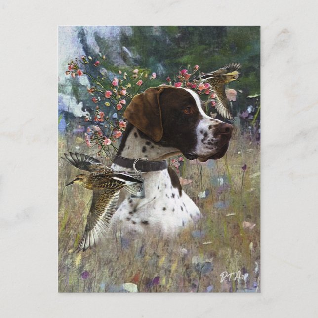 The beautiful pointer in the field  holiday postcard (Front)