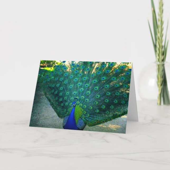 The beauty of a Peacock Card (Front)