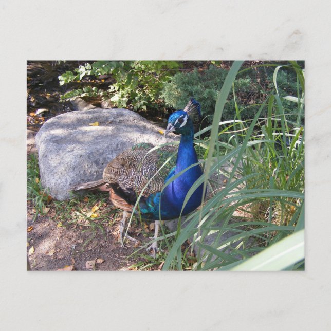 THe beauty of a peacock Postcard (Front)