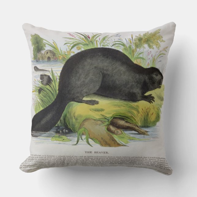 The Beaver, educational illustration pub. by the S Cushion (Front)