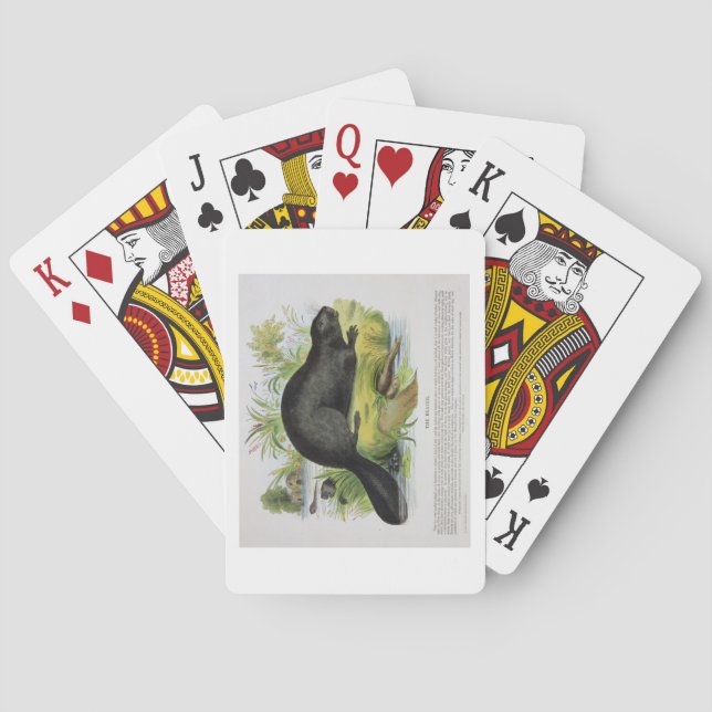 The Beaver, educational illustration pub. by the S Playing Cards (Back)