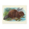 "The Beaver" Vintage Illustration