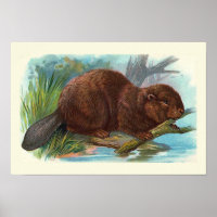 "The Beaver" Vintage Illustration