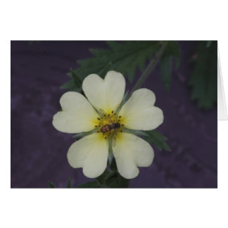 The Bee on the Cinquefoil