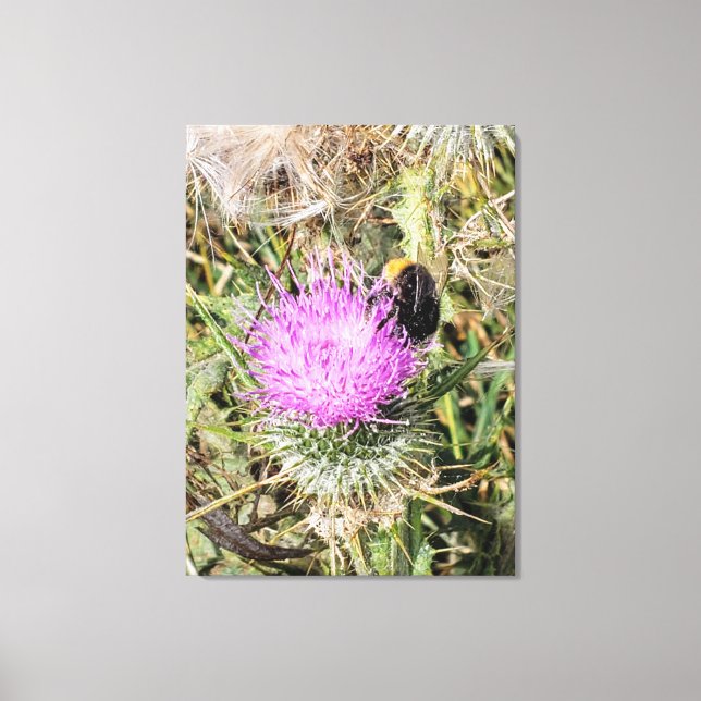 The bee on the purple thistle. canvas print (Front)