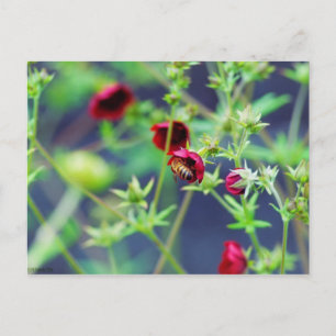 The Bee With the Red Flower Postcard