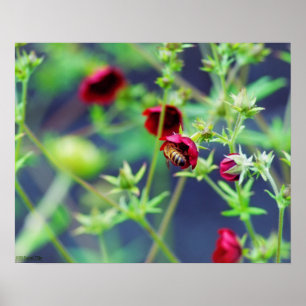 The Bee With the Red Flower Poster