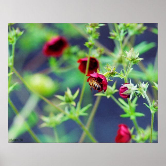 The Bee With the Red Flower Poster (Front)