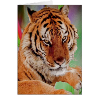 The Bengal Tiger