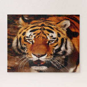 The Big Cats Lions. Jigsaw Puzzle