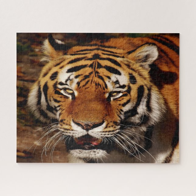 The Big Cats Lions. Jigsaw Puzzle (Horizontal)