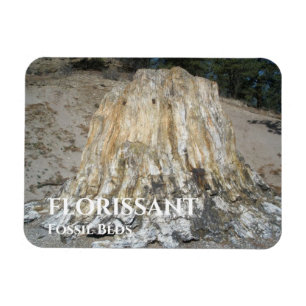 The Big Stump, Florissant Fossil Beds Magnet