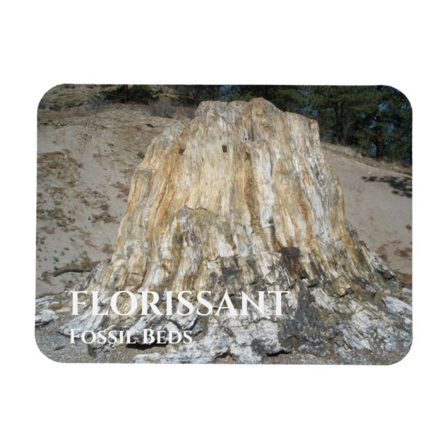 The Big Stump, Florissant Fossil Beds Magnet (Horizontal)