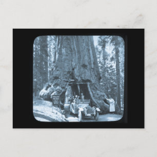 The Big Trees of Mariposa Grove Postcard