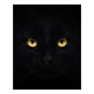 The Black Cat Glossy Poster