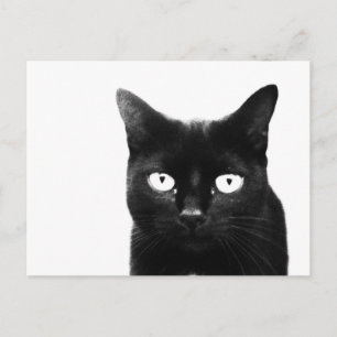 The Black Cat Postcard