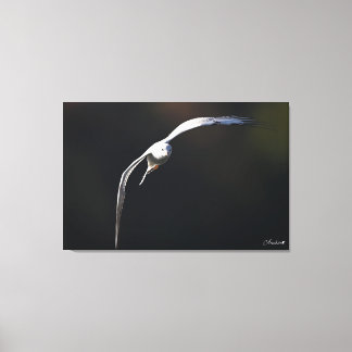 The black-headed gull canvas print