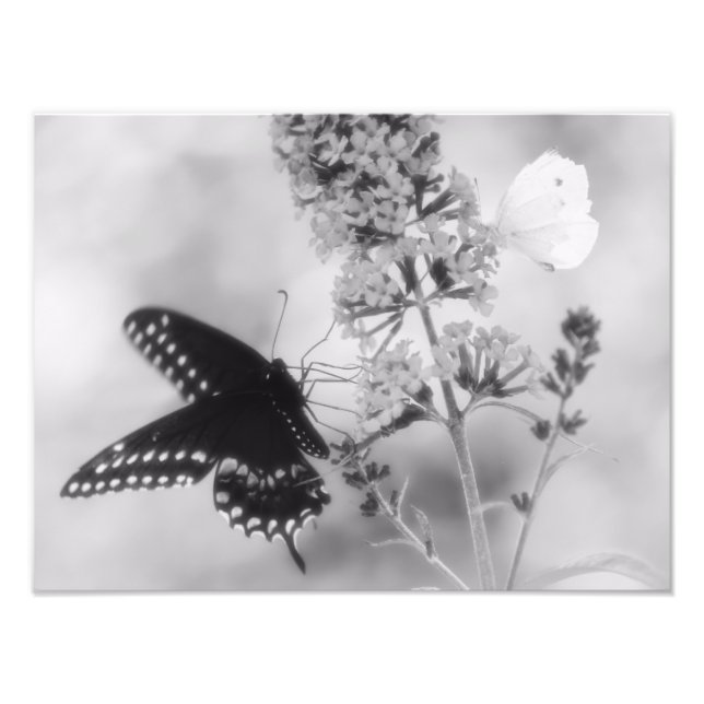 The Black One & The White One Butterfly Photograph (Front)