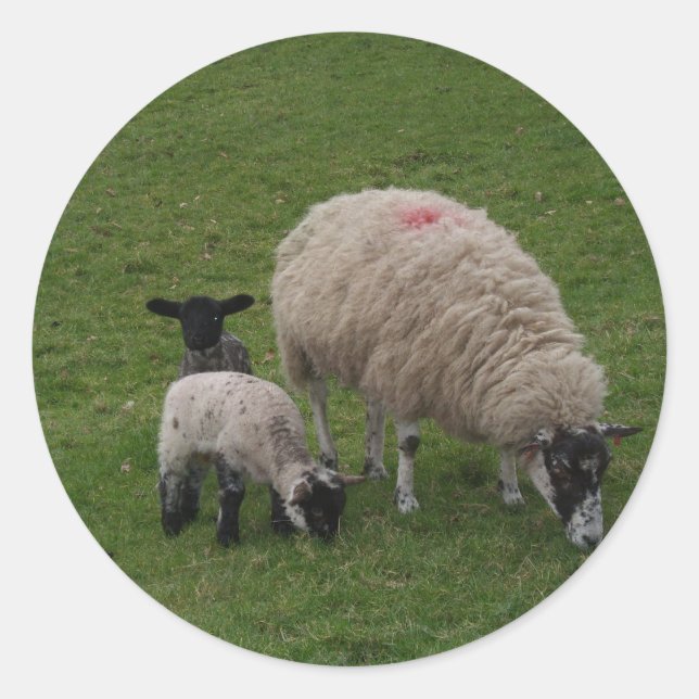 The Black Sheep Classic Round Sticker (Front)