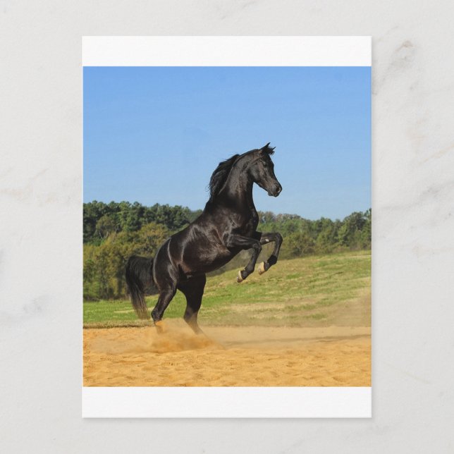 The Black Stallion Postcard (Front)