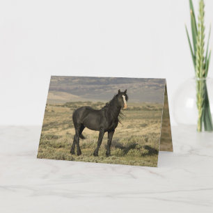 The Black Stallion Wild Horse Greeting Card
