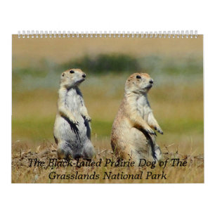 The Black-tailed Prairie Dog Calendar