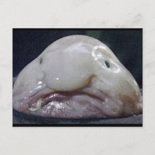 The Blobfish Postcard